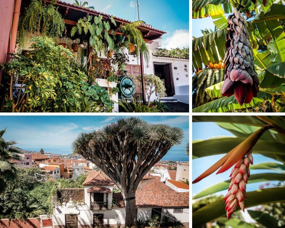 Teneriffa Sehensw&uuml;rdigkeiten La Orotava Natur Drachenbam Bananen