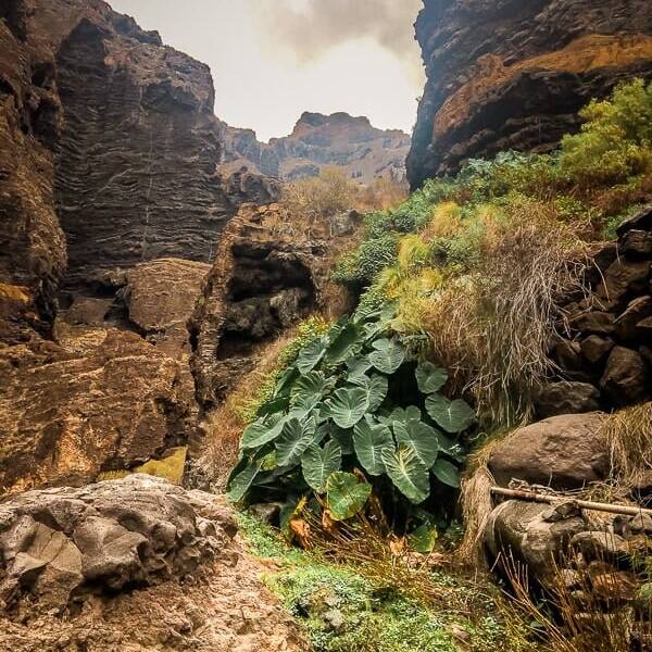 Teneriffa Sehensw&uuml;rdigkeiten Masca Schlucht Wandern
