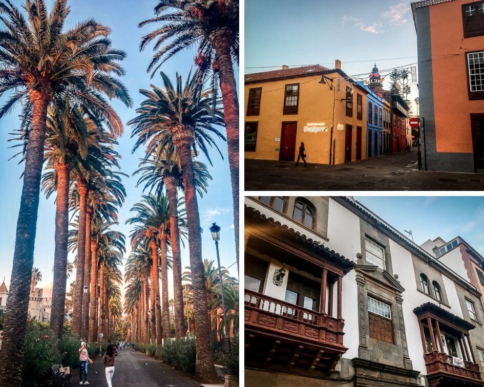 Teneriffa Sehensw&uuml;rdigkeiten San Cristobal de La Laguna Palmenallee