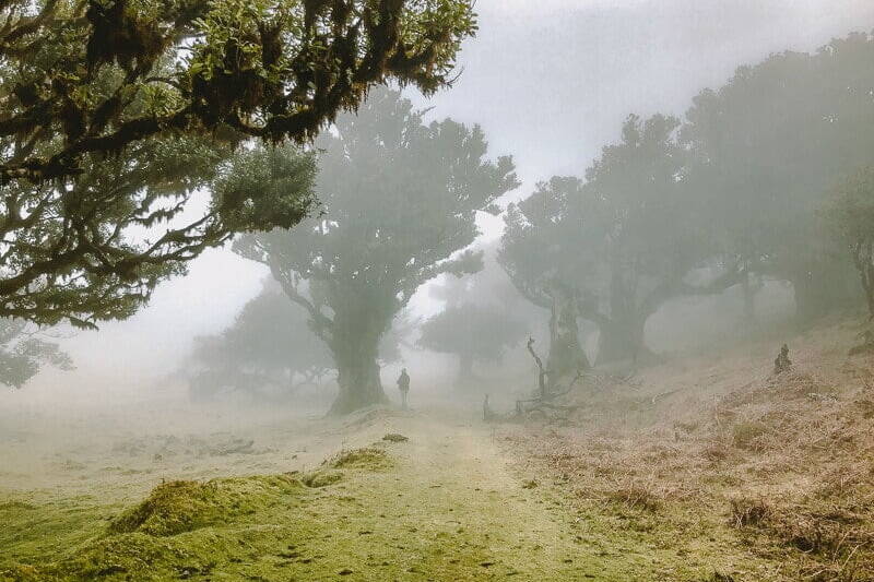 Portugal Madeira Fanal Zauberwald Wandern