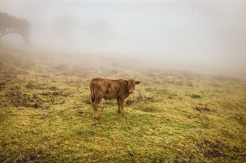 Portugal Madeira Fanal Kuh Rind Hochebene Wandern