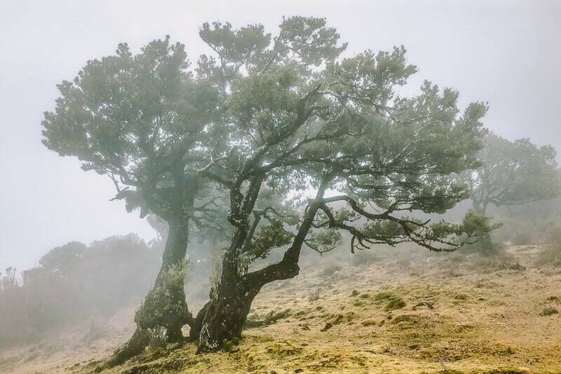 Portugal Madeira Fanal Lorbeerb&auml;ume Wandern