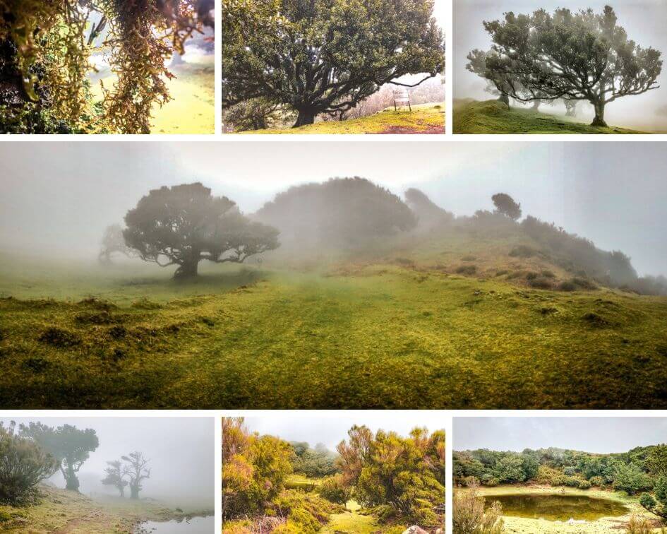 Portugal Madeira Fanal Wandern