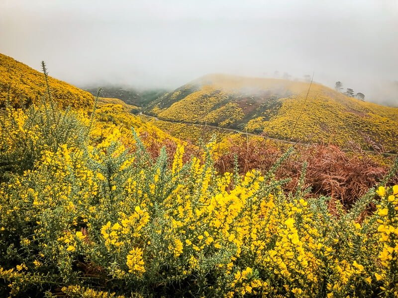 Portugal Madeira Paul da Serra Stechginster Ginster