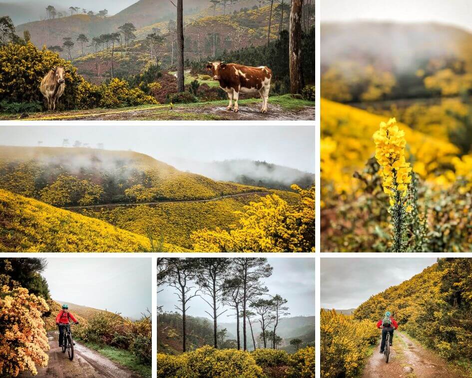 Portugal Madeira Paul da Serra Natur Ginster Mountainbike Tour