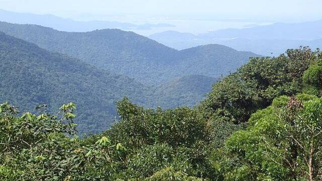 Brasilien Mata Atlantica Tropenwald
