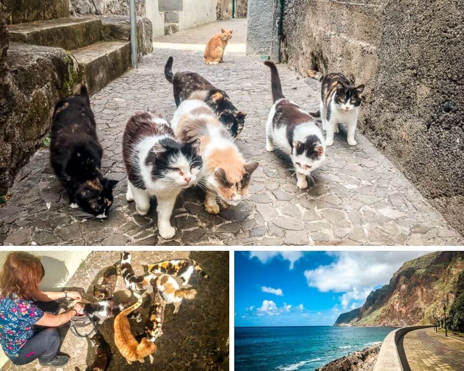 Portugal Madeira Sehensw&uuml;rdigkeiten Jardim do Mar Katzen