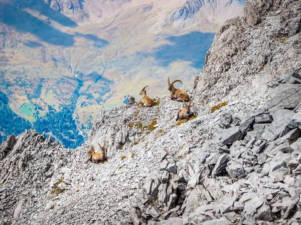 Alpe Adria Trail Steinb&ouml;cke Vinschgau Piz Lad