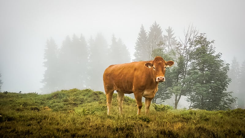 Wilder Kaiser Kitzb&uuml;heler Horn Koasa Trail Kuh