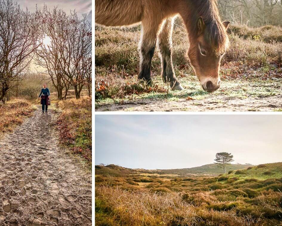 Holland Bergen aan Zee D&uuml;nen Wandern Wildpferde