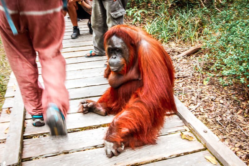 Borneo Orang Utan hautnah Tanjung Puting Nationalpark