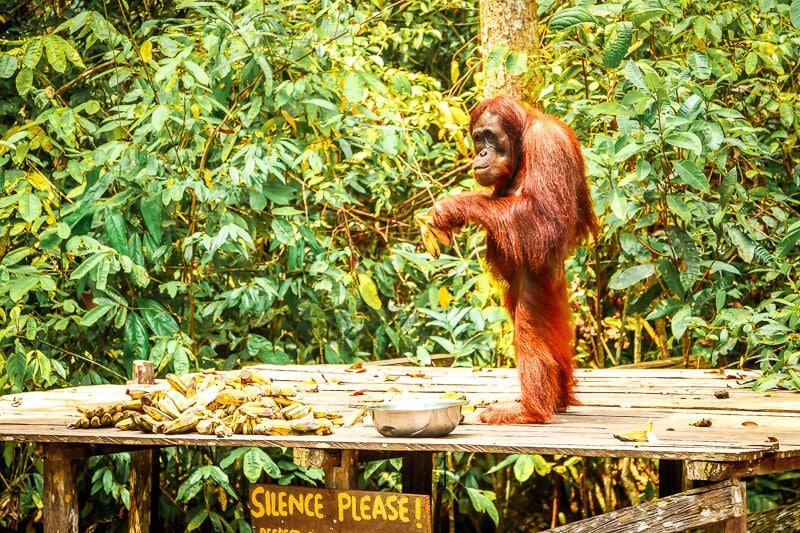 Borneo Orang Utan Fuetterung Tanjung Puting Nationalpark