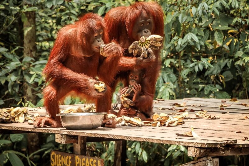 Borneo Orang Utans Bananen Tanjung Puting Nationalpark