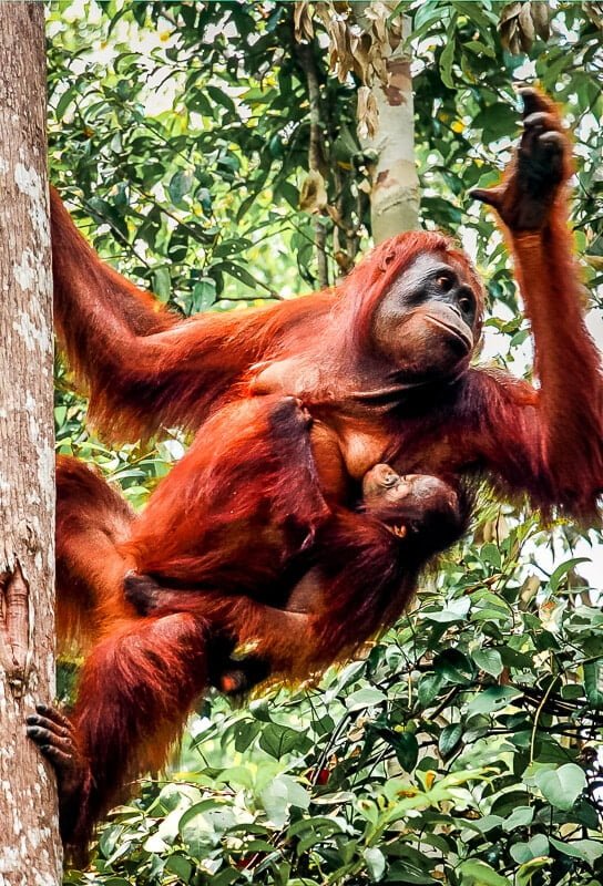 Borneo Orang Utan S&auml;ugling