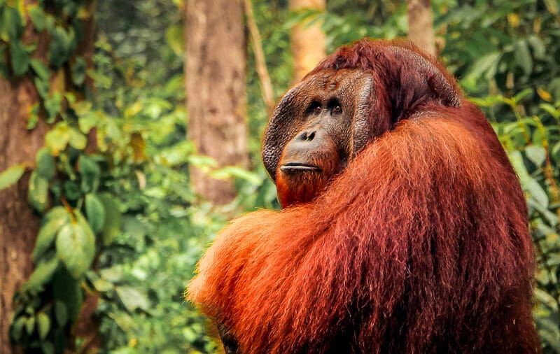 Borneo Orang Utan Boss