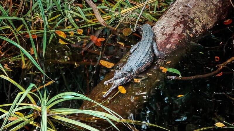 Borneo Orang Utan Kaiman Tanjung Puting Nationalpark