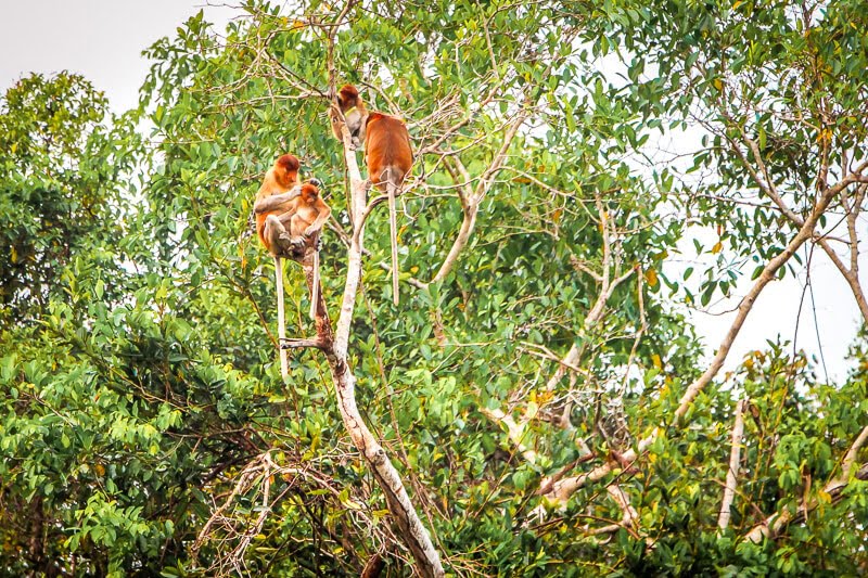 Borneo Orang Utan Nasenaffe Familie Tanjung Puting Nationalpark