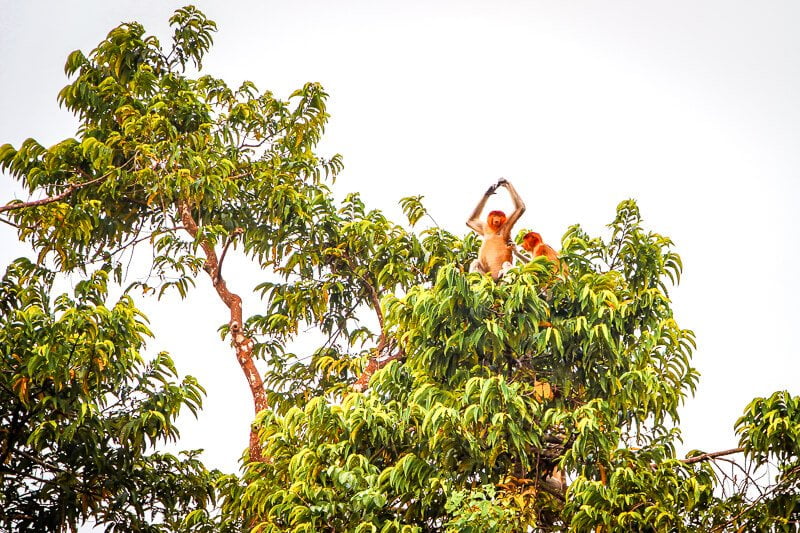 Borneo Orang Utan Nasenaffen Tanjung Puting National Park