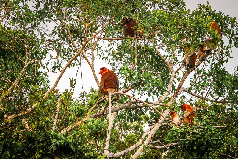 Borneo Orang Utan Nasenaffen Gruppe Tanjung Puting Nationalpark