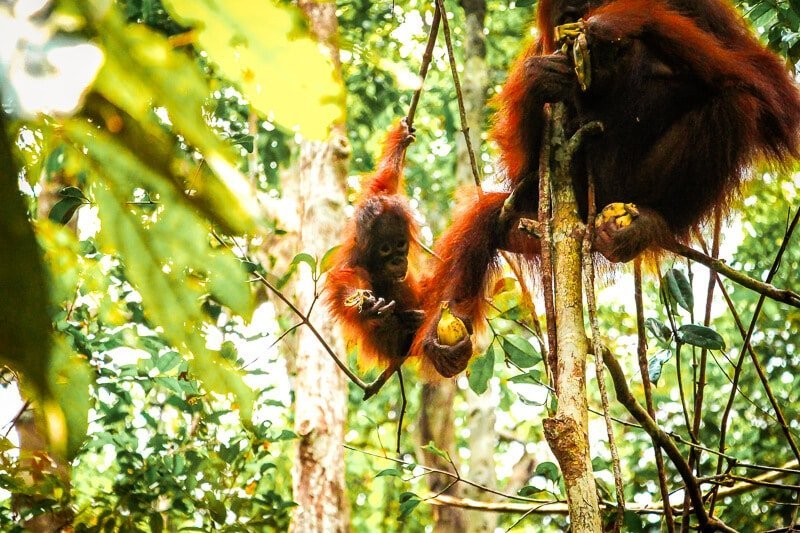 Borneo Orang Utan Orang-Utan Baby