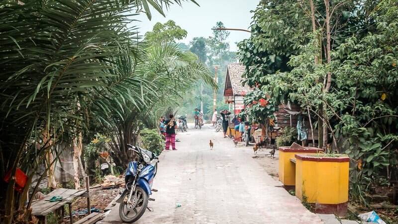 Borneo Orang Utan Tanjung Puting National Park Ort im Dschungel