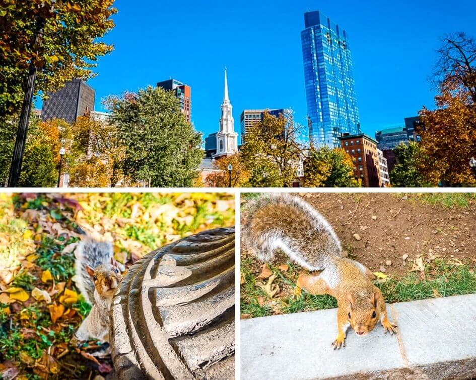 Boston USA Boston Public Garden Eichh&ouml;rnchen