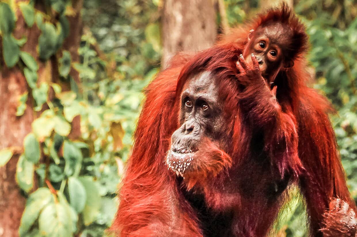 Borneo Orang Utan Tanjung Puting National Park
