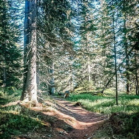 Hohe Tauern Waldweg Marterle Alpe Adria Trail