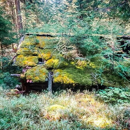 Hohe Tauern Wald Moos Marterle Alpe Adria Trail
