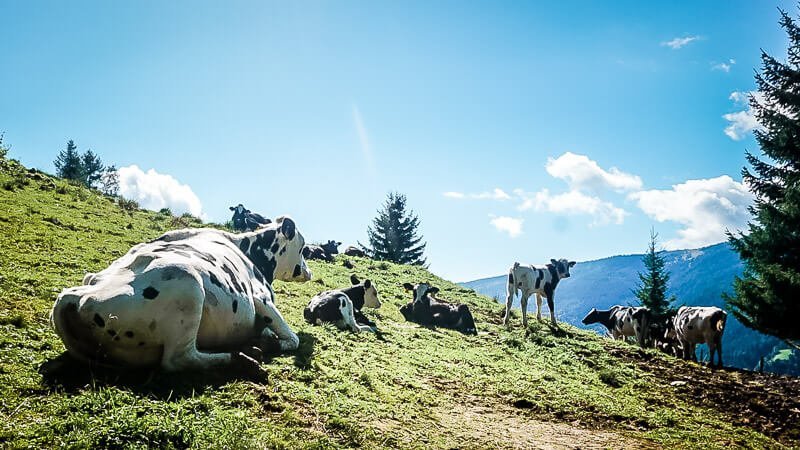 Hohe Tauern K&uuml;he Alpe Adria Trail Marterle