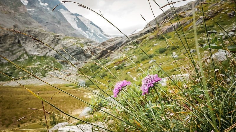 Hohe Tauern Bergblumen Gro&szlig;glockner Alpe Adria Trail