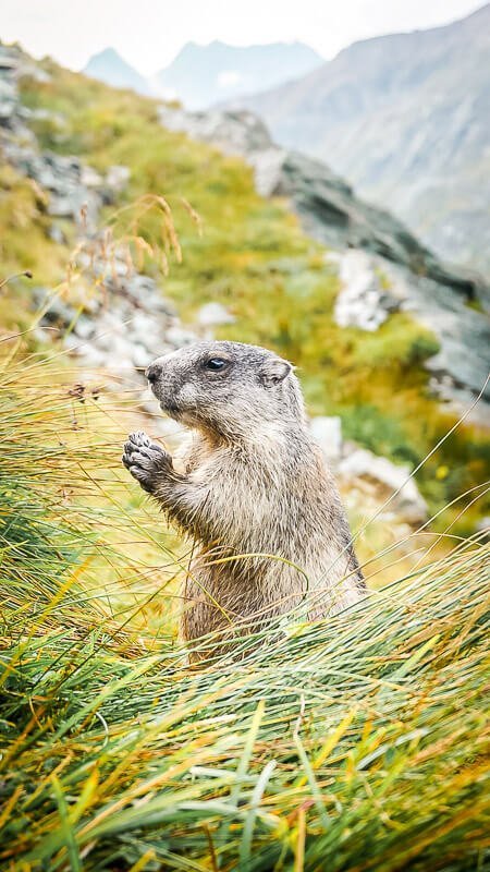Hohe Tauern Murmeltier Gro&szlig;glockner Alpe Adria Trail
