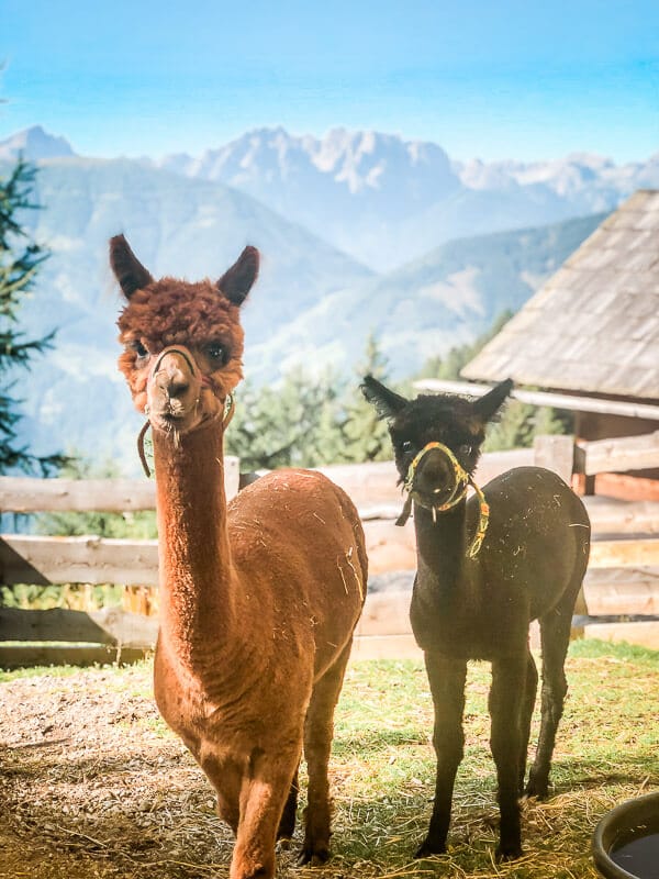 Hohe Tauern Alpakas Rangersdorfer H&uuml;tte Alpe Adria Trail
