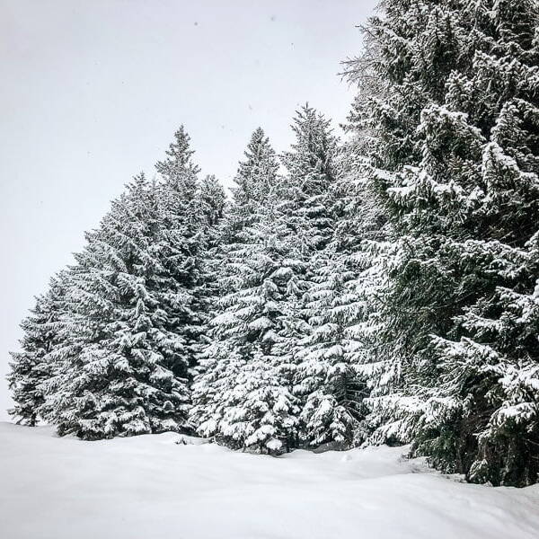 Pillerseetal Verschneite Tannen Schneeschuhwandern
