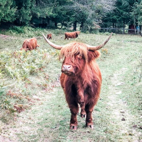 Schottisches Hochlandvieh im Mölltal