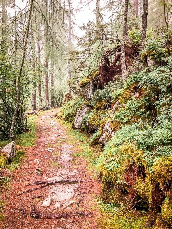 Flechten und Moss auf der Rollbahn im M&ouml;lltal