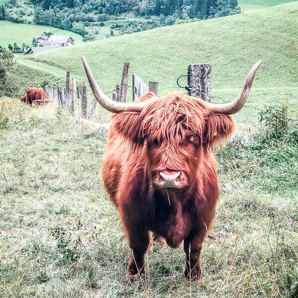 Schottisches Hochlandvieh im Mölltal