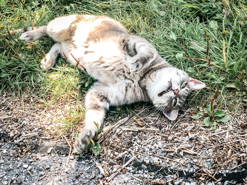 Katze auf dem Alpe Adria Trail bei Mallnitz