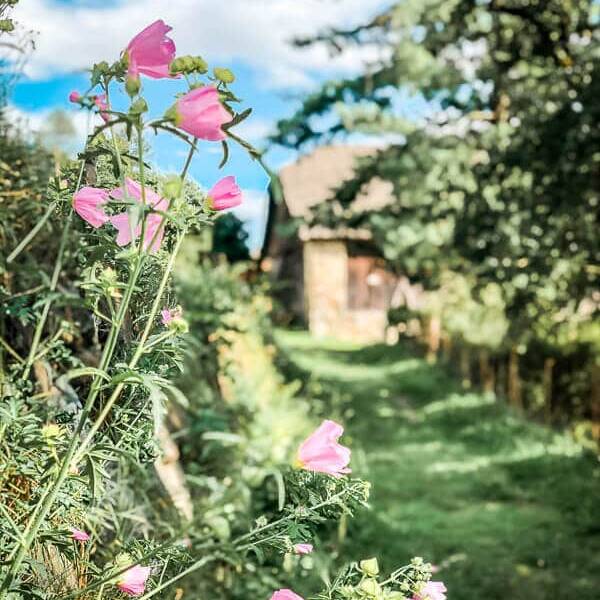 Blumenidylle auf dem Wanderweg bei Mallnitz