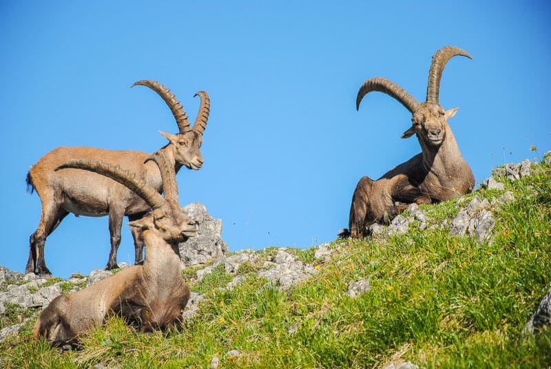 Steinb&ouml;cke Weitwanderweg Steinbocktour im Allg&auml;u