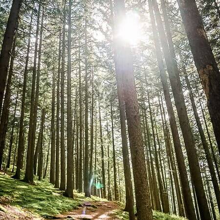 Mallnitz Waldweg im Sonnenschein