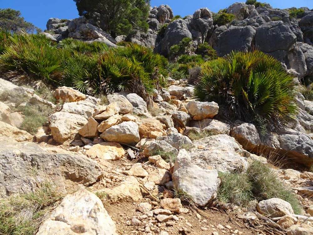 Felsbrocken und Vegetation auf dem Fernwanderweg GR221 auf Mallorca