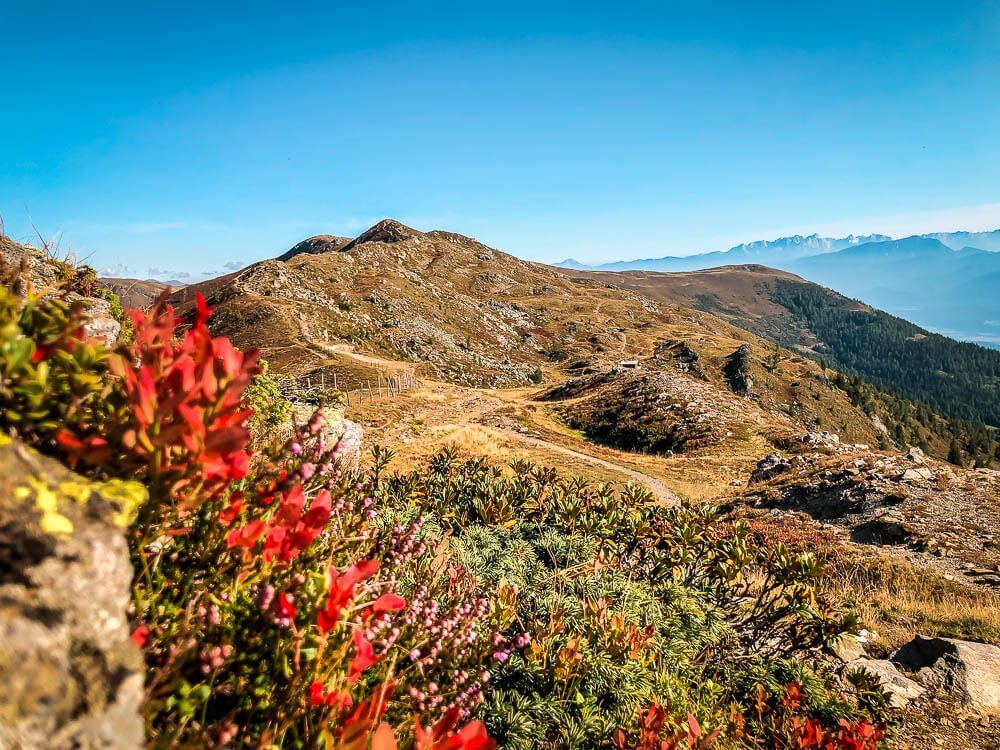 Herbstliche Vegetation auf dem Tschiernock in den Nockbergen