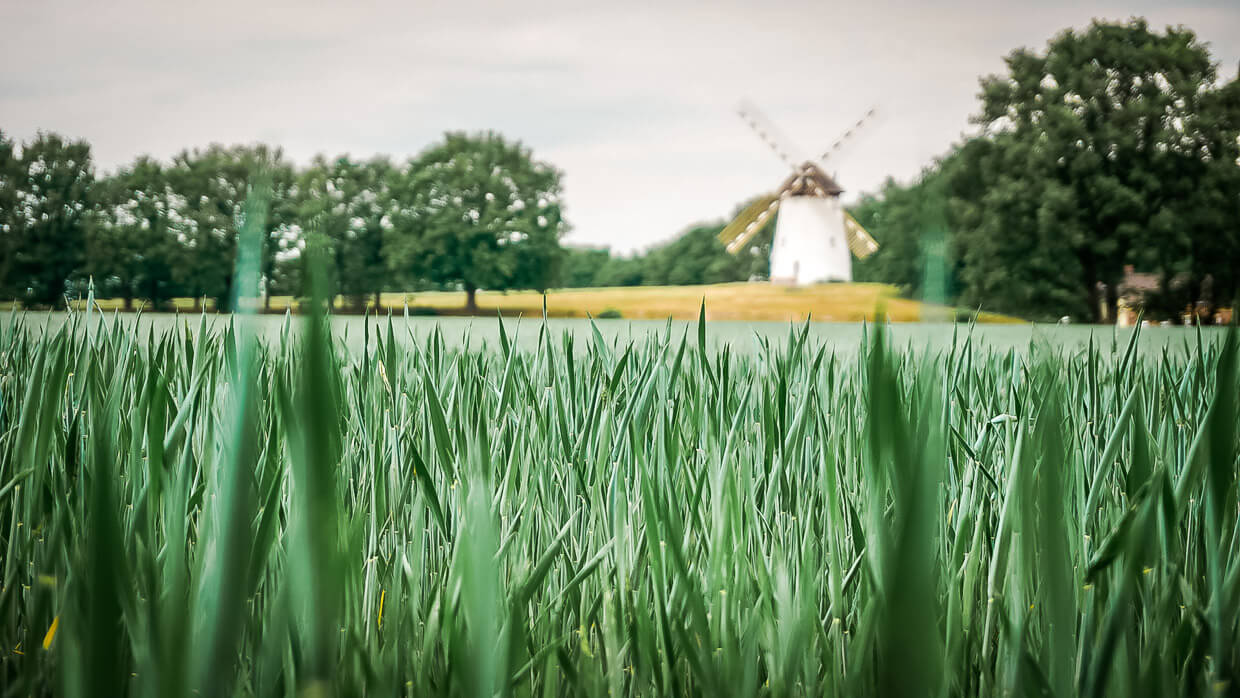 Egelsberger Mühle in Krefeld Traar am Niederrhein mit Weizenfeld im Vordergrund