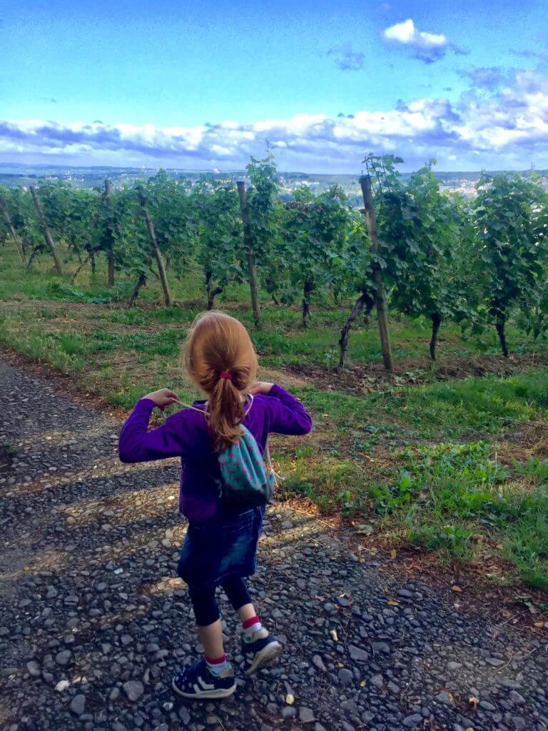 Kind wandert in den Weinbergen des Siebengebirges in NRW
