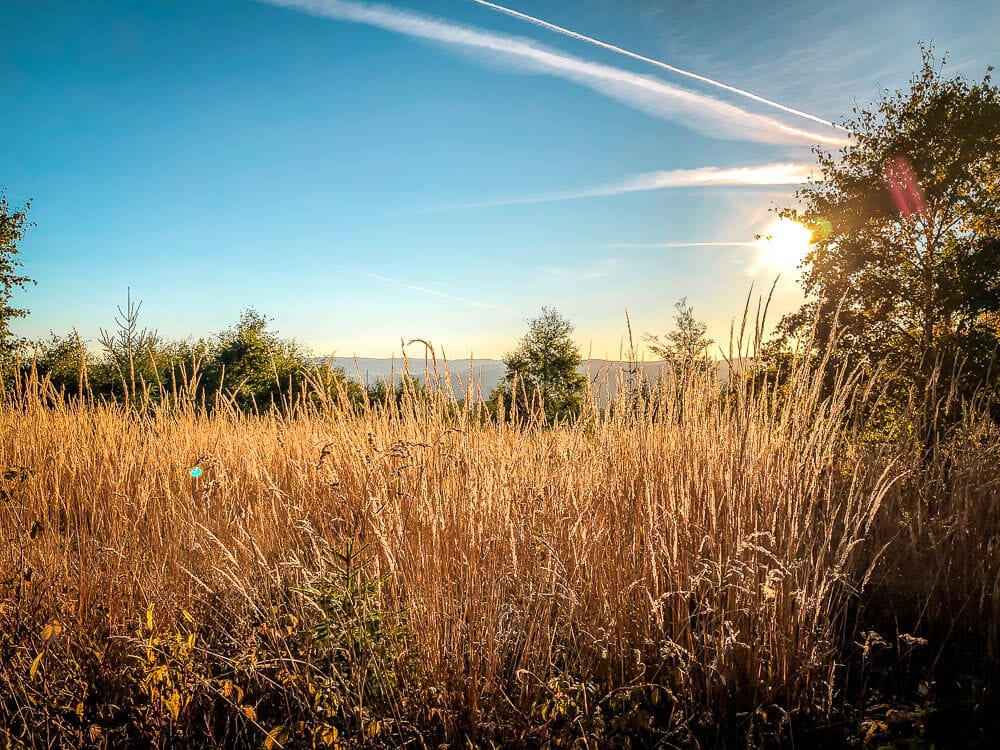Abendsonne leuchtet auf Feld an den Bruchhauser Steinen im Sauerland
