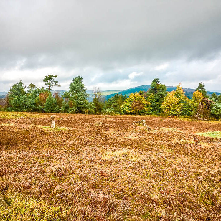 Wandern im Sauerland in der Usseler Heide auf der Rothaarsteig-Spur Kahle Pön