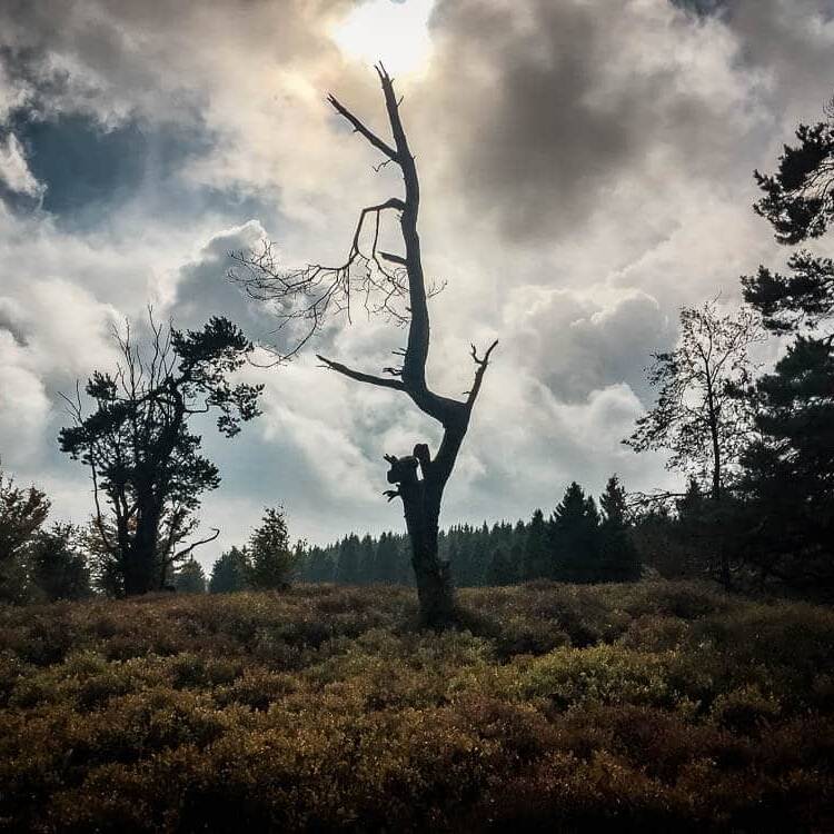 Knorrige Baum in der Usseler Heide beim Wandern im Sauerland