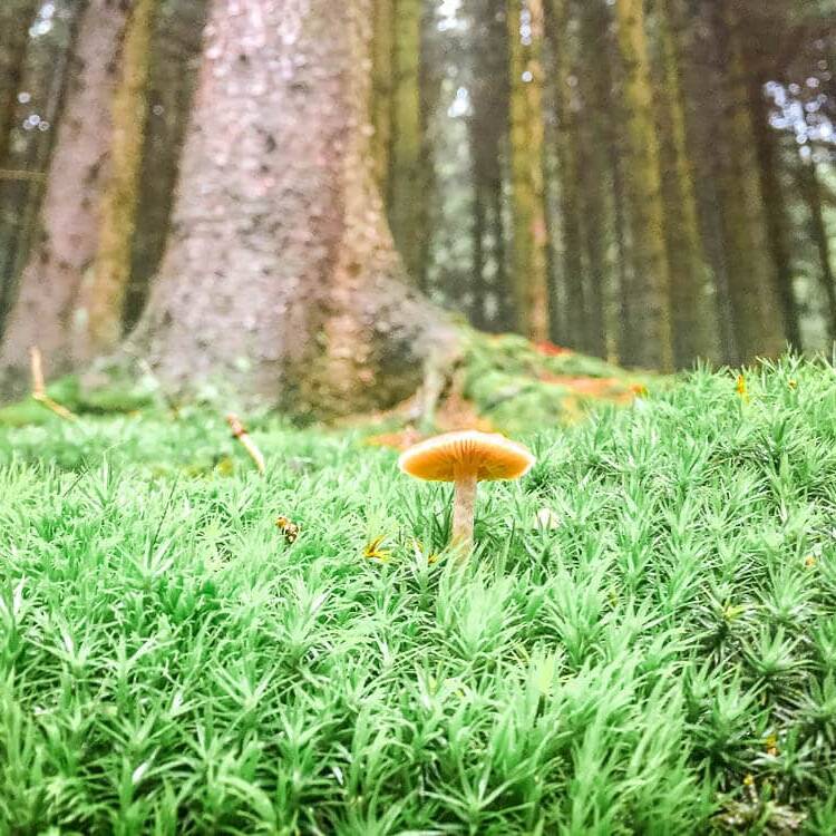 Kleiner Pilz im Moss auf dem Waldboden im Sauerland