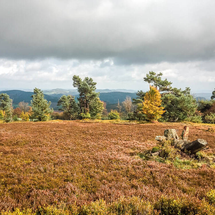 Wandern im Sauerland zur Usseler Heide an der Kahlen Pön